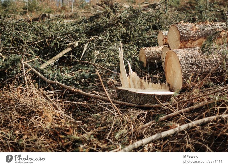 gehackt Natur unten Baum gefallen Wald Waldboden Abholzung Forstwald Fichtenwald Sturmschaden Holz Forstwirtschaft Baumstamm Umweltschutz Borkenkäfer Farbfoto