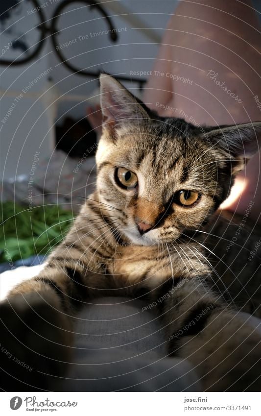 Catselfie Glück Tier Haustier Katze Tiergesicht Kätzin Tigerkatze Hauskatze 1 genießen liegen weich braun grau schwarz weiß Zufriedenheit Frühlingsgefühle