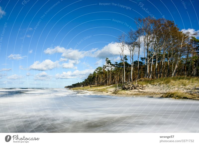 Stürmische See am Küstenwald des Darßer Weststrand Natur Landschaft Pflanze Erde Luft Wasser Himmel Wolken Herbst Schönes Wetter Wind Sturm Baum Gras Wellen