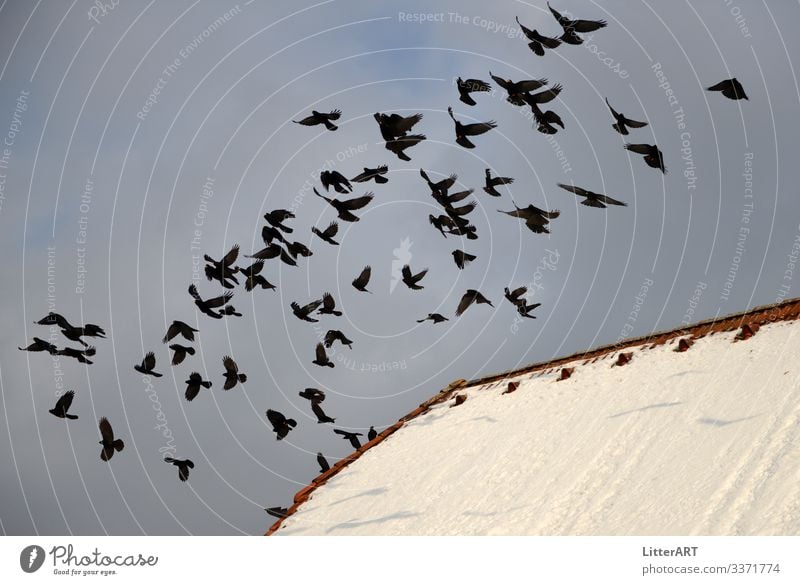 Auffliegende Alpendohlen . Pyrrhocorax graculus Winter Dorf Haus Dach Tier Vogel Schwarm frei kalt schwarz weiß alpendohlen Dohle Freiheit vogelschwarm