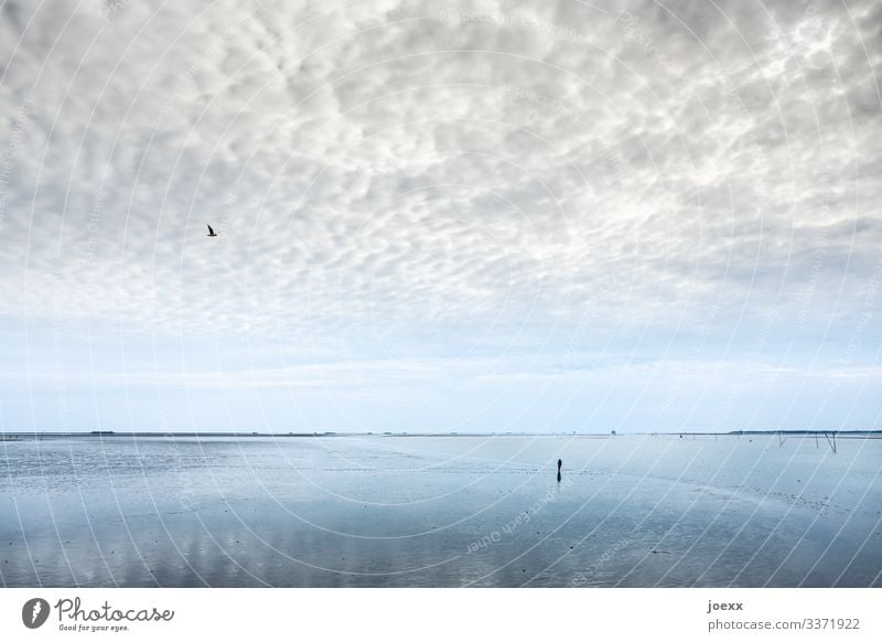 Dein Leben Ferien & Urlaub & Reisen Ferne Freiheit Strand Meer wandern 1 Mensch Natur Landschaft Luft Wasser Himmel Horizont Vogel Tier gehen Unendlichkeit kalt