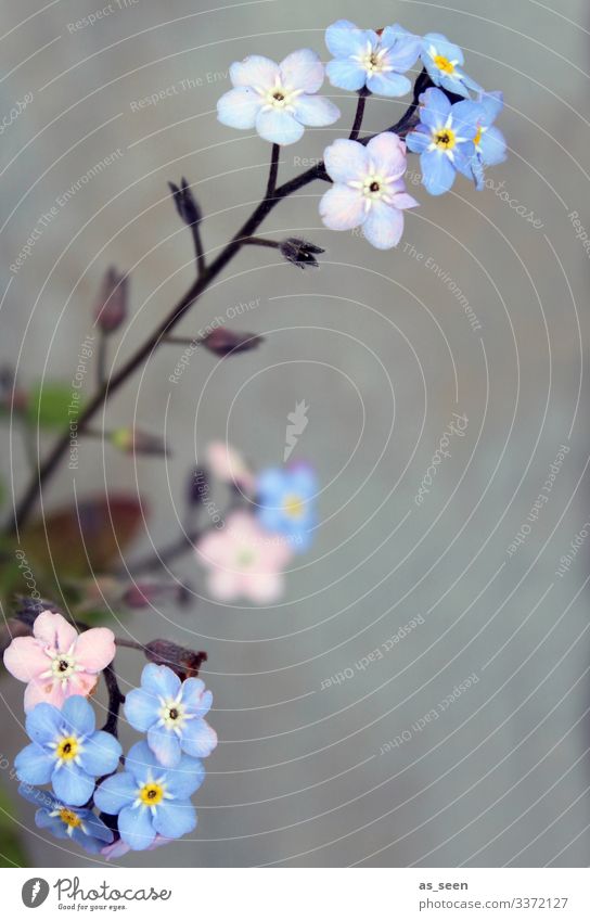 Vergiss mein nicht Vergißmeinnicht Vergißmeinnichtblüte Frühling Pflanze Farbfoto Natur Blühend Blume Blüte blau Außenaufnahme Menschenleer Sommer schön