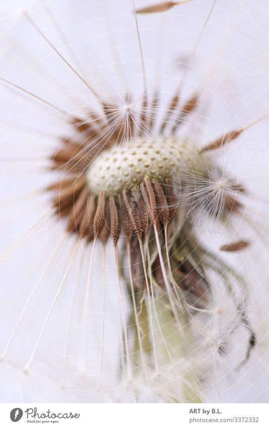 Pusteblume Nahaufnahme macro pusteblume Butterblume menschleer natur pflanze frühling sommer außenaufnahme nahaufnahme tag löwenzahn samen flieger leichtigkeit