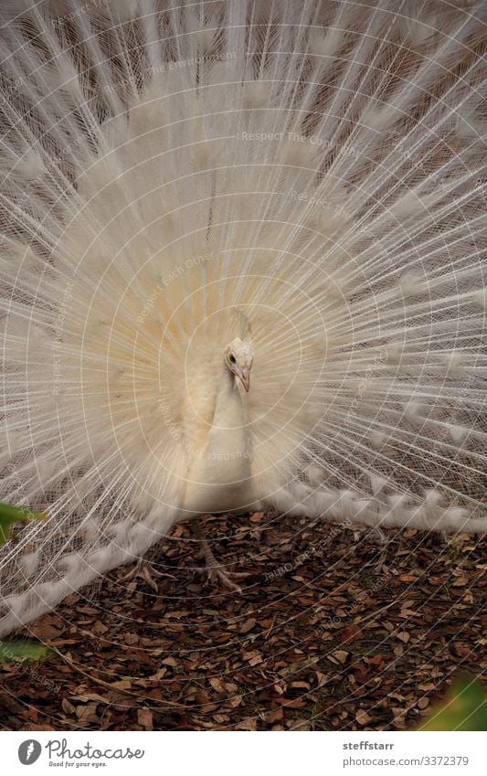 Weißer Pfau Pavo Albus-Vogel Reichtum schön Tier Wildtier Tiergesicht Flügel 1 weiß weißer Pfau Mutation seltener Vogel Anzeige weiße Federn Federn ausgebreitet