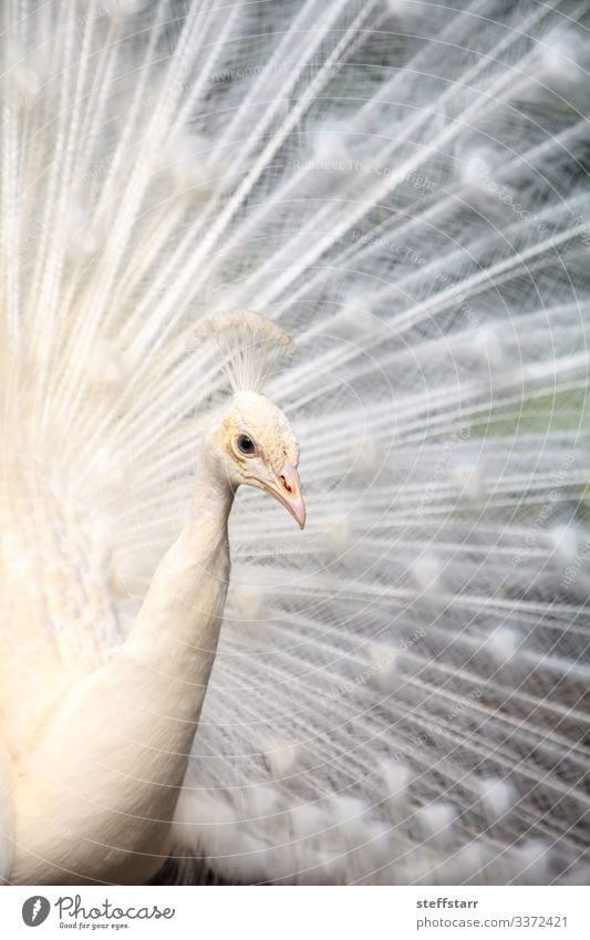 Weißer Pfau Pavo Albus-Vogel Reichtum schön Tier Wildtier Tiergesicht Flügel 1 weiß weißer Pfau Mutation seltener Vogel Anzeige weiße Federn Federn ausgebreitet