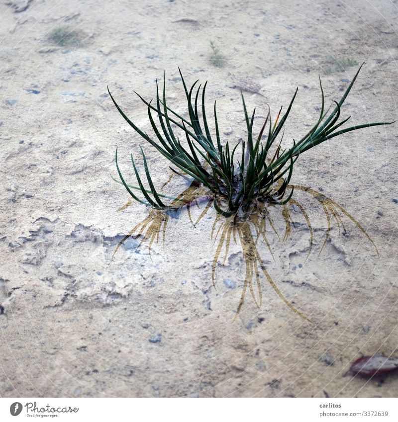 Der Natur steht das Wasser bis zum Hals Pfütze Regen Gras Büschel Spiegelung grün braun grau Depression depressiv Herbst Reflexion & Spiegelung nass