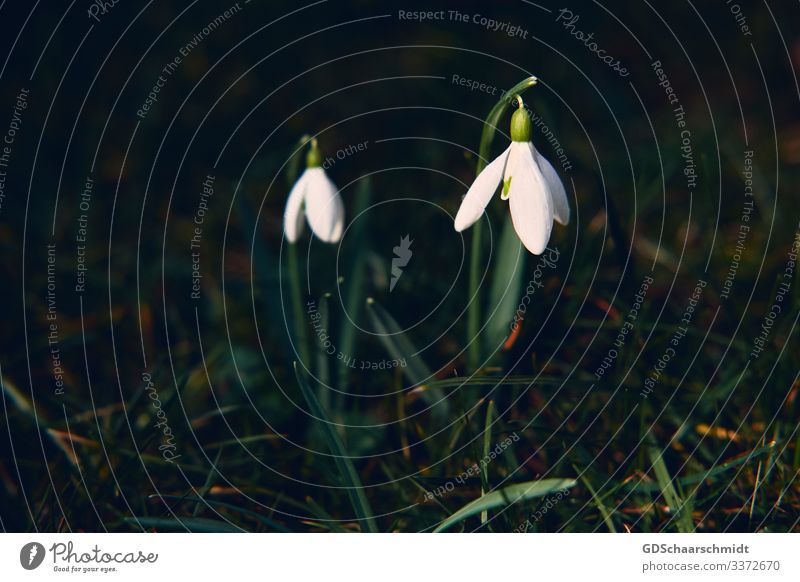 Schneeglöckchen Umwelt Natur Pflanze Frühling Klima Blume Gras Garten Wachstum Fröhlichkeit grün weiß Frühlingsgefühle Vorfreude Kraft Beginn Armut ästhetisch