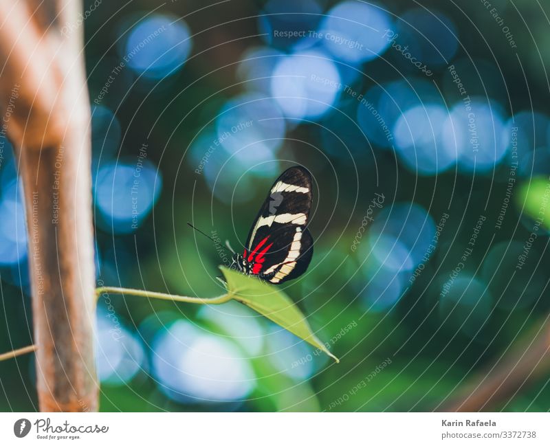 Schmetterling im Zauberland Umwelt Natur Tier Schönes Wetter Pflanze Baum Blatt Wildpflanze exotisch Urwald Wildtier 1 Erholung außergewöhnlich blau grün rot