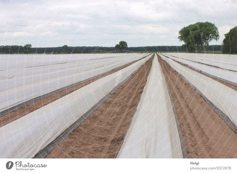 mit Folie abgedeckte Reihen auf einem Spargelfeld Landwirtschaft Spargelanbau Feld Außenaufnahme Farbfoto Landschaft Natur Umwelt Ackerbau Nutzpflanze Frühling