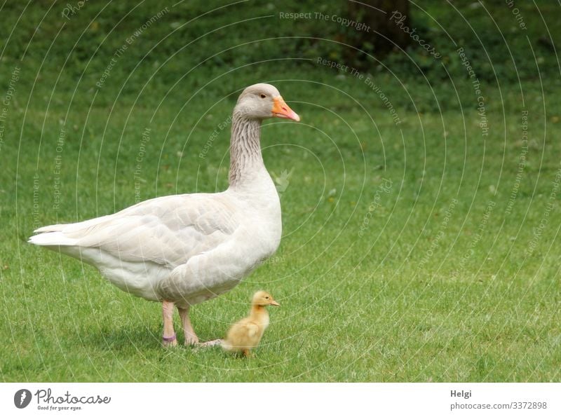 eine Gans steht mit ihrem winzigen Küken auf der Wiese Vogel Gänseküken Tier Jungtier Natur Landwirtschaft Gras Außenaufnahme menschenleer Tierporträt niedlich