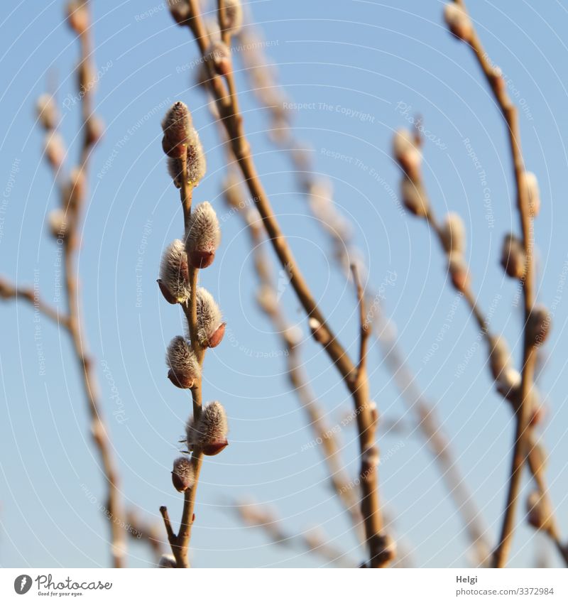 Nahaufnahme von Zweigen mit Weidenkätzchen vor blauem Himmel Umwelt Natur Pflanze Wolkenloser Himmel Frühling Schönes Wetter Blütenknospen Blühend Wachstum