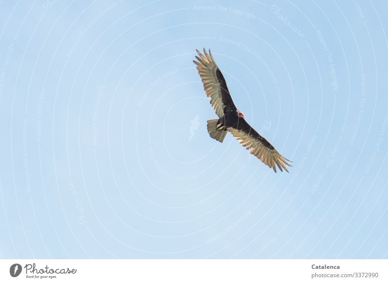 Abgehoben | Geier schwebt  am Himmel Natur Tier nur Himmel Wolkenloser Himmel Sommer Wildtier Vogel Aasfresser Truthahngeier Neueweltgeier 1 beobachten fliegen