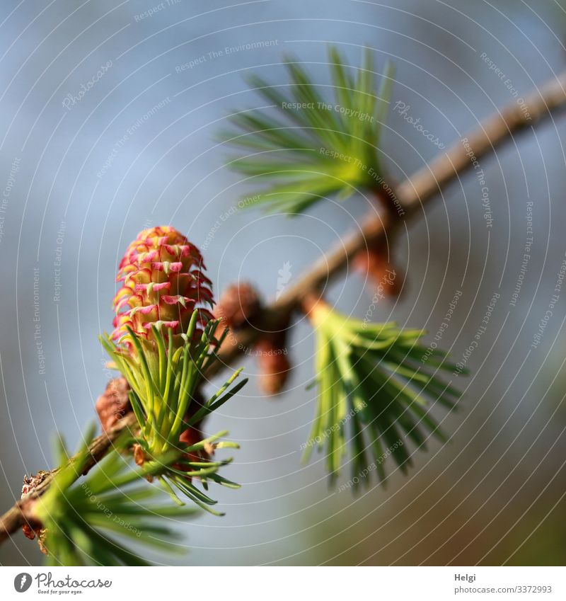 Lärchenzweig  mit Lärchenblüte im Frühling Umwelt Natur Pflanze Himmel Schönes Wetter Baum Blüte Wildpflanze Zweig Wald Blühend Wachstum ästhetisch