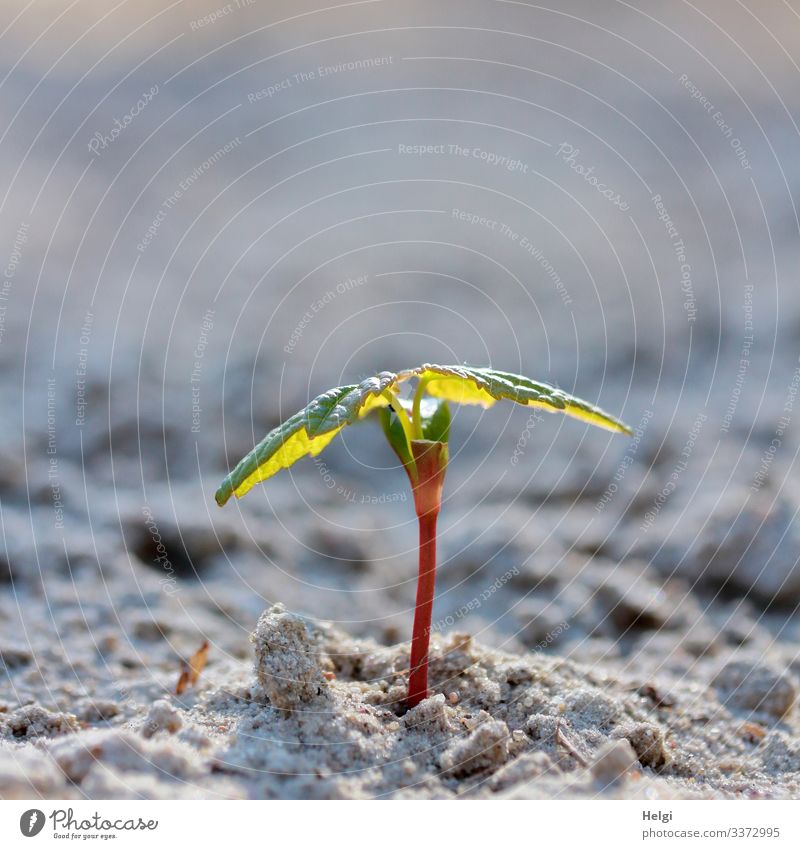 Pflänzchen wächst aus dem Sandboden Pflanze Sämling Natur Umwelt Frühling natürlich Blatt schwache Tiefenschärfe Nahaufnahme Grünpflanze menschenleer