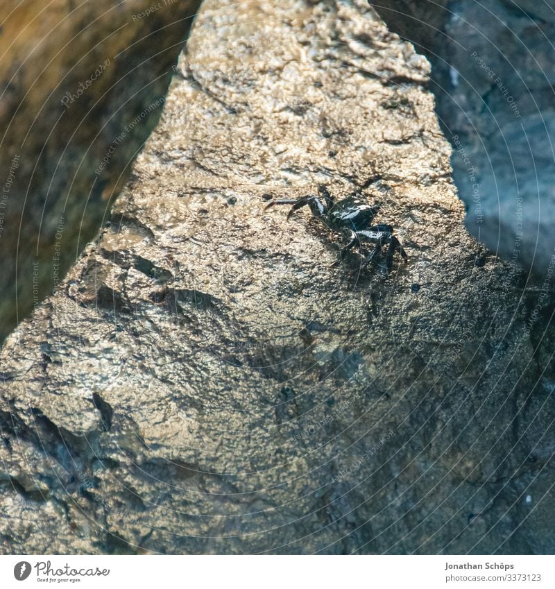 Krebs auf Stein Nahaufnahme Detailaufnahme Tod gruselig Falle Vergänglichkeit krebs Krabbenspinne krabbeln eklig bedrohlich gruseln Felsen stein