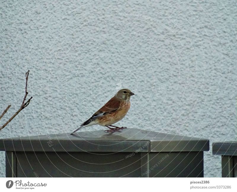 Cute sparrow sitting on a mail box E-Mail Natur Tier Park Vogel Blick wildlife garden small wing brown songbird beak little passerine birds day sparrows common