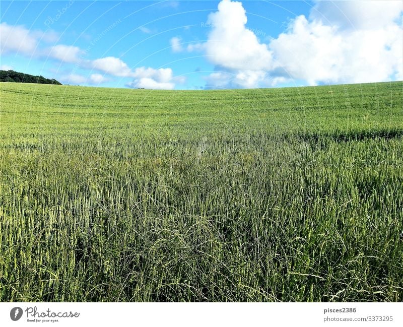 Fields on Ruegen in summer Sommer Natur ruhig sky blue fields crop clouds landscape rural day weather sunny green morning evening countryside quiet nobody