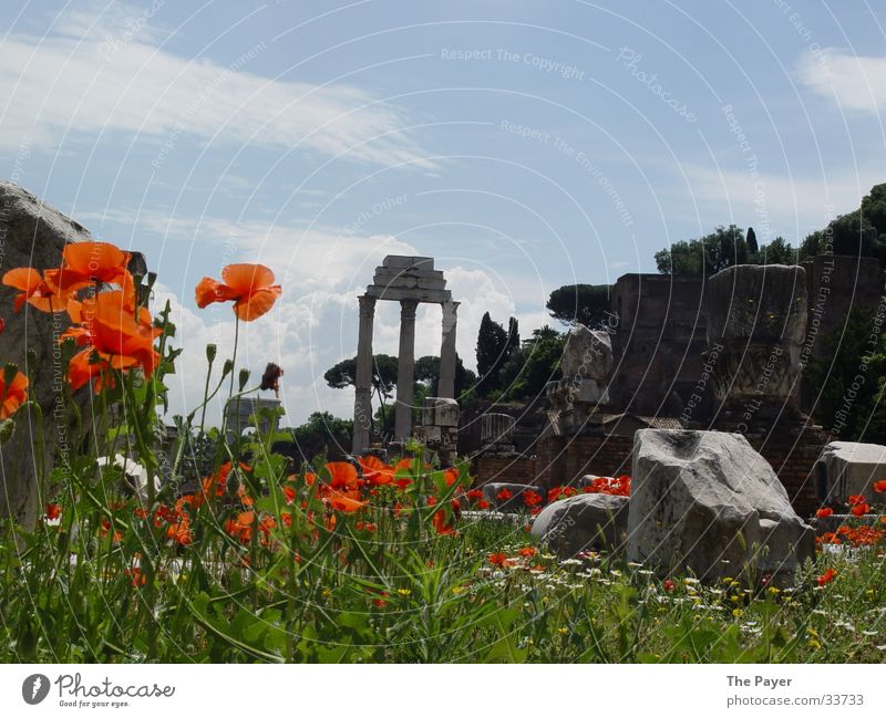 Forum Romanum: Semper floreat! Blume Tempel Mohn Nostalgie historisch Romanus Römerberg Säule Natur