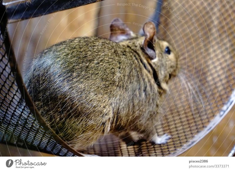 Degu running in it's wheel rennen octodon degus mammal rodent bead Chile pet sitting cage hair cute little nose brown rat sweet ear head domestic hairy furry