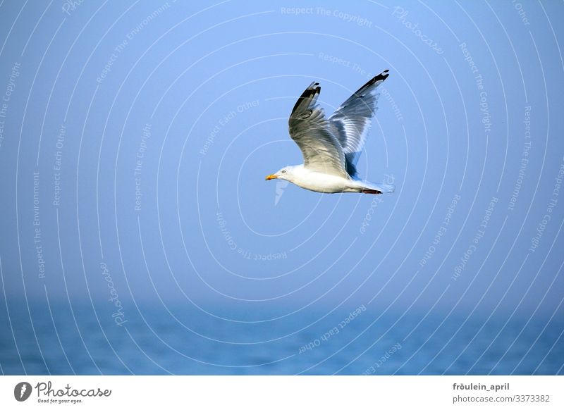 HAPPY BIRTHDAY PHOTOCASE zum 19.Geburtstag guten Flug!! Möwe Tier Vogel fliegen Himmel Freiheit blau Flügel weiß Sommer Feder Meer Natur frei