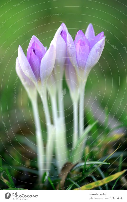 ..immer schön gerade Umwelt Natur Pflanze Frühling Blume Gras Blatt Grünpflanze Wildpflanze Krokusse dünn authentisch einfach frisch hoch klein nah natürlich