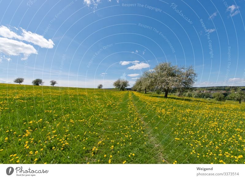 Maitag Duft Ostern Umwelt Natur Landschaft Pflanze Himmel Schönes Wetter Baum Wiese Feld wandern Fröhlichkeit frisch Gesundheit blau gelb grün Frühling Blüte