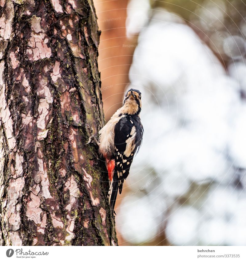 klopf klopf festhalten schön Feder Tiergesicht fantastisch Freiheit Kontrast Sonnenlicht Detailaufnahme Menschenleer Baum Nahaufnahme Fressen Wald Vogel Specht