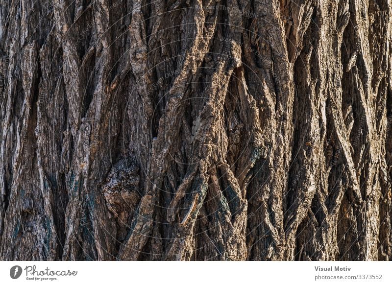 Rindentextur einer sibirischen Ulme Leben Garten Natur Pflanze Baum Park alt natürlich braun Farbe Sibirische Ulme Ulmus Pumila strukturierte Oberfläche