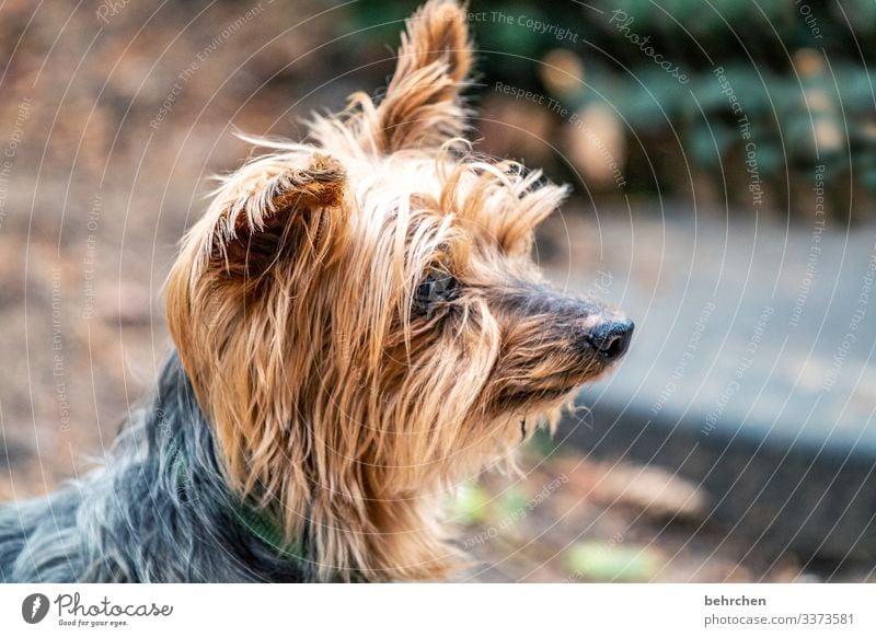 auf den hund gekommen Tierporträt Unschärfe Kontrast Licht Tag Menschenleer Detailaufnahme Nahaufnahme Außenaufnahme Farbfoto kuschlig Streicheln Tierliebe