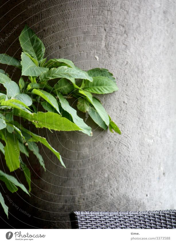 Stilleplatz Balkon stuhl wand beton pflanze tageslicht sitzecke ausruhen lorbeer blatt pause rückzug stille schutz natur grün nackt flechtwerk leer