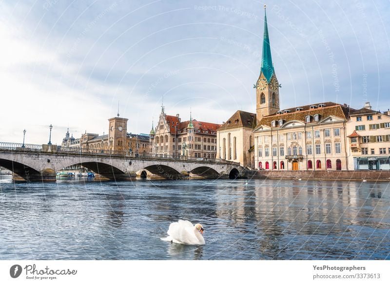 Zürcher Stadtbild mit einem Schwan an der Limmat in der Schweiz Ferien & Urlaub & Reisen Tourismus Sightseeing Städtereise Sommer Winter Kultur Landschaft