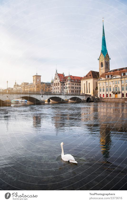 Zürcher Altstadt mit Brücke über die Limmat und einem Schwan Ferien & Urlaub & Reisen Tourismus Ausflug Abenteuer Sightseeing Städtereise Winter Kultur