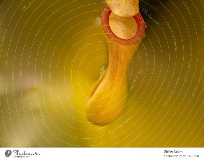 Gelbe Blüte der Kannenpflanze ( Nepenthes ) mit weichem Hintergrund und viel Platz für Text gelb Blume blumen Pflanze floral zart fleischfressende tropisch