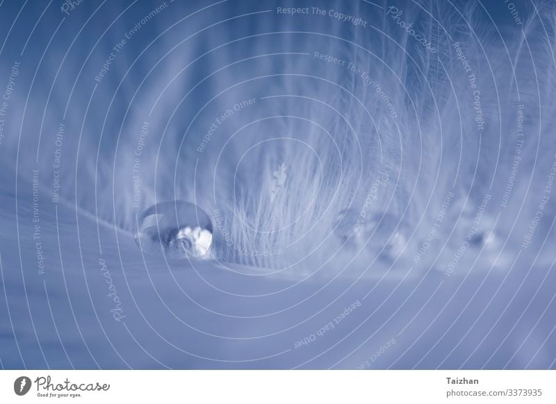 Weiße, leichte Feder mit transparenten, frischen Tropfen elegant Design schön Dekoration & Verzierung Feste & Feiern Kunst Natur Tier Himmel Regen Vogel