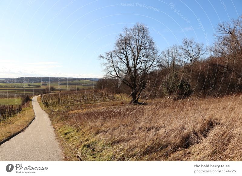 Weg in den Weingärten mit Baum Landschaft Erde Himmel Wolkenloser Himmel Winter Schönes Wetter Pflanze Gras Sträucher Weinbau hell natürlich trocken blau braun