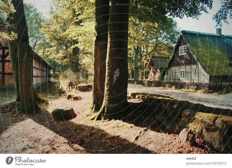 Wie früher Erde Himmel Herbst Baum Wilsede Lüneburger Heide Dorf bevölkert Haus Fenster Dach Schornstein Stein Holz Idylle Vergangenheit Dorfstraße Fachwerkhaus