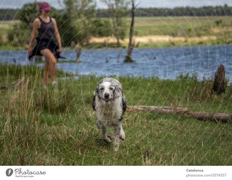 Der Hund rennt frei am Seeufer auf die Kamera zu. Im Hintergrund kommt eine junge Frau nach rennen freudig Natur Wasser spazieren Sommer feminin Mensch 1 Umwelt