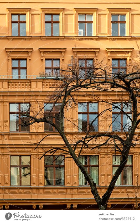 Fassade mit Baum Architektur Klassizismus Jugendstilhaus Berlin Großstadt Hauptstadt Haus Hochhaus Wohnhaus Wohnhochhaus Häusliches Leben Wohngebiet Stadthaus