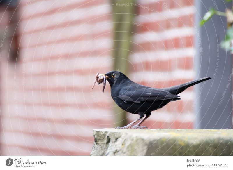 Amsel mit Beute von Regenwürmern in der Stadt schwache Tiefe Natur jagdtrieb Tiere in der Stadt Überlebenskampf Futter Würmer Beutejagd Vogel Vogelportrait