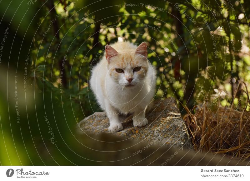 Niedliche Katze auf einem Felsen zwischen Büschen und Natur Tier Haustier Wildtier 1 Stein Blick schön natürlich niedlich wild mehrfarbig weiß Hintergrundbild