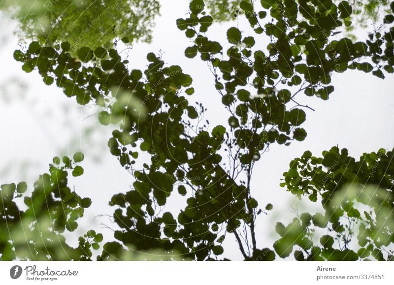 Es gibt so trübe Tage... Teich dunkel Blatt Seeufer Wasser Traurigkeit Wasseroberfläche Reflexion & Spiegelung ruhig Natur Wasserspiegelung Schatten Erlen Baum