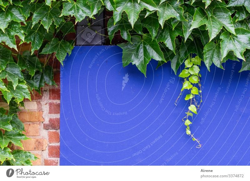 Blaue Tafel ohne Nachricht blau Anzeigetafel analog rot grün Backsteinwand Klinker Fassade Mauer Kletterpflanzen Wilder Wein Weinblätter Wachstum Ranke