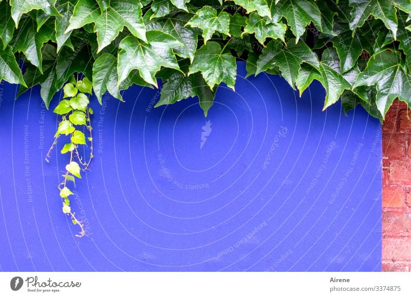 kräftige Farben für kraftvolle Ankündigungen positiv frisch Detailaufnahme farbig farbiger Hintergrund bunt gemischt Platz für Text leer Natur Blatt Vegetation