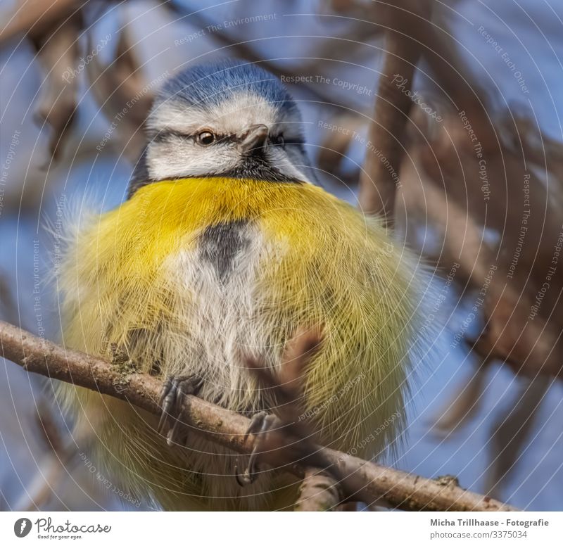 Aufgeplusterte Blaumeise Natur Tier Himmel Sonne Sonnenlicht Schönes Wetter Baum Zweige u. Äste Wildtier Vogel Tiergesicht Flügel Krallen Meisen Kopf Feder