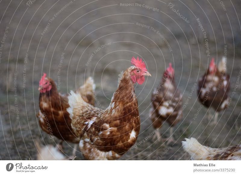 Huhn auf einer Hühnerfarm Tier Vogel Tiergesicht Flügel 4 Tiergruppe Herde braun rot Haushuhn Geflügelfarm Bauernhof Hühnervögel Hühnerstall Hühnerei