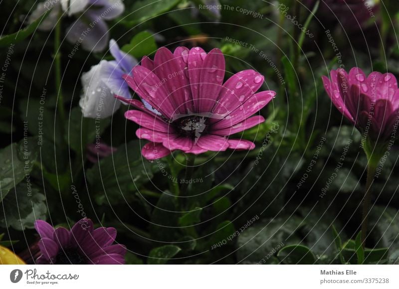 Wasser in der Blüte Pflanze Gras violett rosa Blütenknospen Wassertropfen Regenwasser Blatt Blumenwiese Blumengießen Farbfoto Menschenleer lila grün