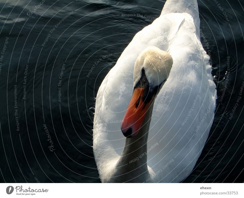 Schwan See Schnabel Tier Vogel Wasser Aktionfoto