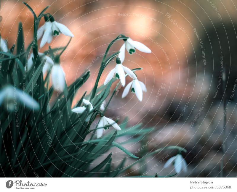 Schneeglöckchen Umwelt Natur Pflanze Erde Frühling Winter Blume Blatt Blüte Wildpflanze Wald natürlich grün orange weiß Idylle Frühblüher Frühlingsblume