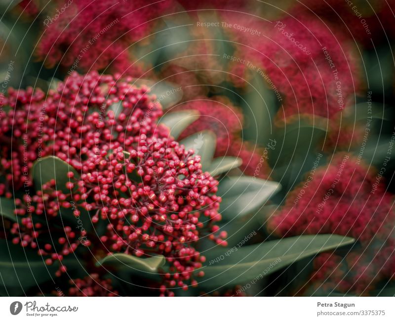 Pinkish Garten Umwelt Natur Pflanze Frühling Sträucher Blatt Blüte Blühend entdecken natürlich grün rosa rot Wachstum Unschärfe Blütenknospen Naturliebe