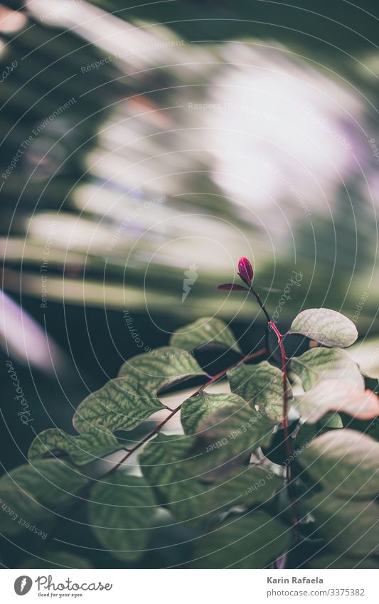 Beruhigende Pflanzenwelt Umwelt Natur Sonnenlicht Frühling Schönes Wetter Blatt exotisch Urwald frisch Gesundheit grün rot Farbe Surrealismus Farbfoto